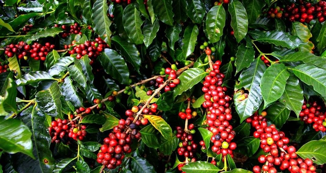 Kazi Coffee Beans